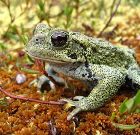 Western toads are a fantastic species that represent so much of what Y2Y works for. They migrate from land to freshwater and back, and need safe corridors between habitats.