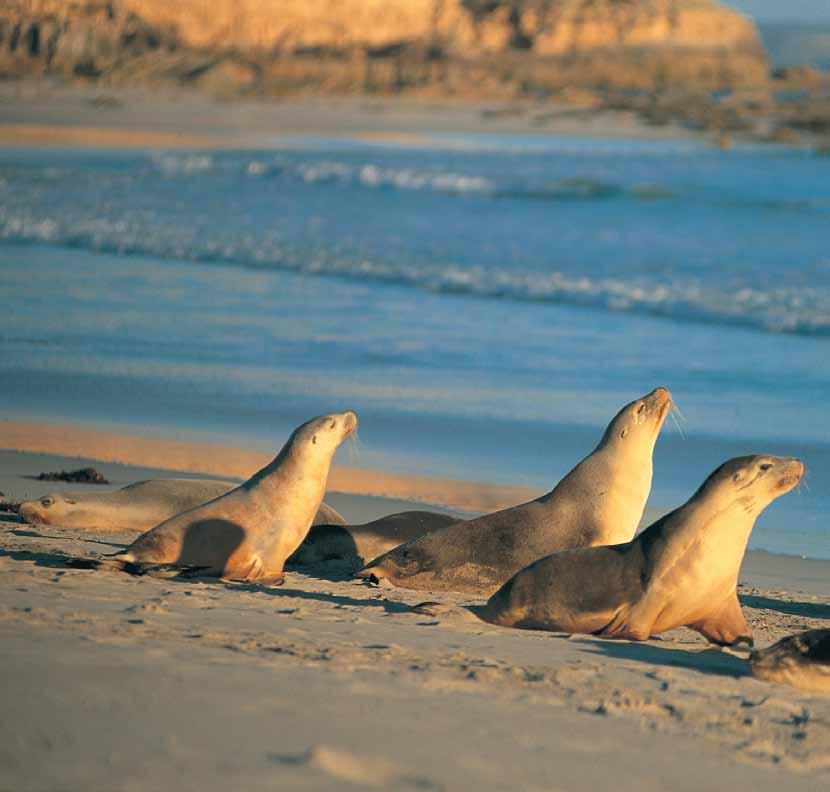 ISLAND AND ADVENTURE 2 Day KANGAROO ISLAND ADVENTURE TOUR Operates: Daily (December to March) Mon, Wed, Thu, Sat (April and