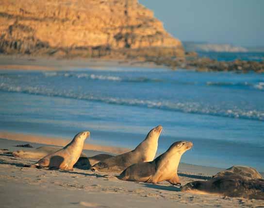 Spend the night at the seaside town of Penneshaw before heading off on the 2 Day Kangaroo Island Adventure Tour.