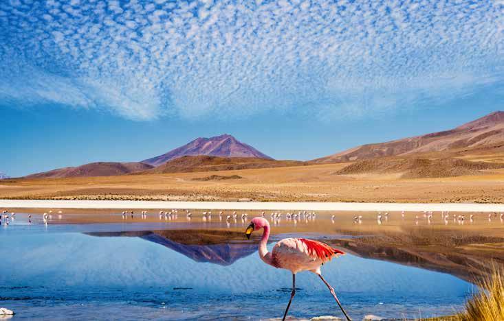 Flamingoes, Laguna Colorada, Atacama Desert, Chile Price Twin share per person: $16,395 Single supplement: $3,650 To make your reservation call Abercrombie & Kent on 1300 853 428 or your travel agent.