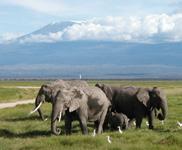 Then we ll proceed to Ngorongoro Crater, the largest intact caldera in the world. At 2000ft.