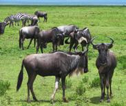 This afternoon we ll have a chance to tour the Ngorongoro Crater, which is a UNESCO World Heritage Site.