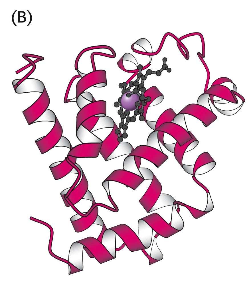 Primarna struktura proteina Prostorni razmještaj dijela proteinskog lanca naziva se sekundarna struktura proteina. Sekundarni strukturni elementi su α-uzvojnica i β-nabrani list.