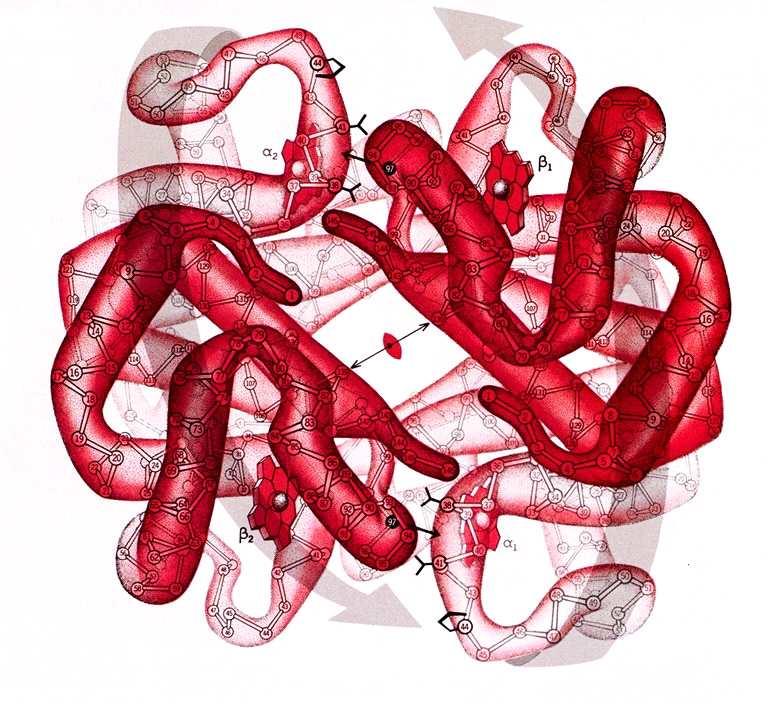 N vodikova veza α-uzvojnica je štapičaste strukture i sadrži do 10 aminokiselinskih ostataka.