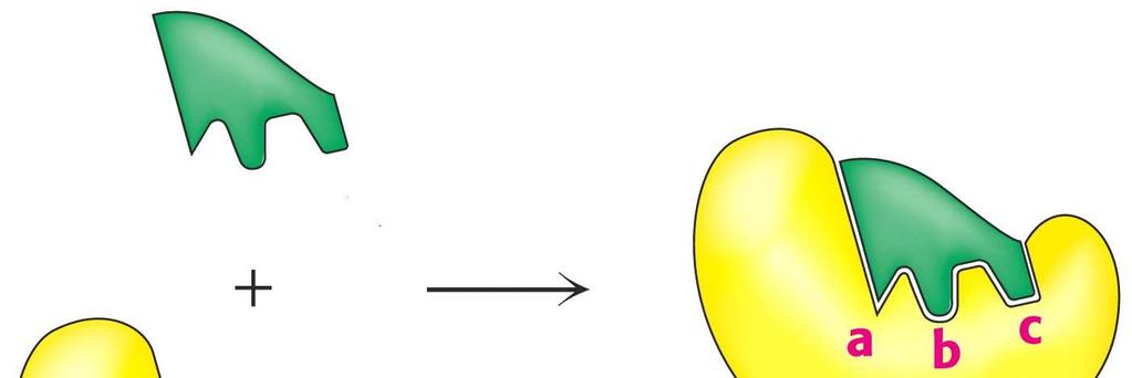 supstrat (S) enzim (E) Model ključ-brava Supstrat se na aktivno mjesto veže slabim nekovalentnim vezama, poput vodikovih, ionskih, hidrofobnih ili van der Waalsovih veza, ovisno o prirodi enzima i