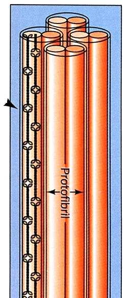 Dimeri se povezuju u protomere u kojima su podjedinice usporednih lanaca pomaknute za pola duljine dimera. Protomeri se nižu u usporedne niti i tako izgrađuju vlakna ili mikrofibrile.