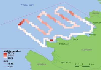 3 2 4 školjk smo ugotavljali, koliko jih prenočuje ob slovenski obali in kako se njihova številčnost spreminja med letom.