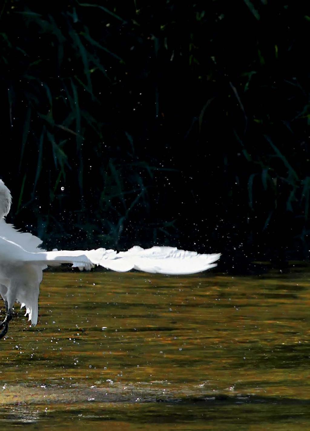 Mala bela čaplja (Egretta