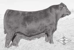 Reference Sire Bull Calved 01/03/2013 +17633838 RITO N BAR ERISKAY OF ROLLIN ROCK 3 IDEAL 1418 OF 8103 4286# IDEAL 076 OF 692 8375 SITZ TRAVELER 8180# BOYD FOREVER LADY 8003 S A F 598 BANDO 5175# S A