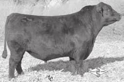 Reference Sire Bull Calved 02/14/2011 17055903 SITZ TRAVELER 8180# S A V EMULOUS 8145 CONNEALY RIGHT ANSWER 746# HAPPY DELL OF CONANGA 262 HYLINE RIGHT TIME 338# HAPPY DAZE OF CONANGA 6260 LRA