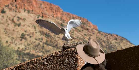 ACE SPRNGS ACE SPRNGS DESERT PARK (included in your journey) The Alice Springs Desert Park is an inspiring portrayal of Australia s desert environment that effortlessly blends the plants, animals and