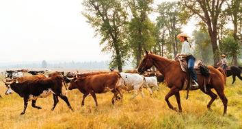 WORKING RANCH EXPERIENCES Cattle Drive $375 per person Ages 12 and up Approx.