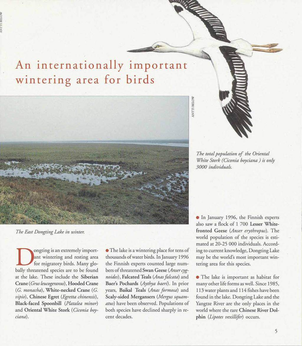 z l\n ^. lnternatlo nally winterirg area for birds 1;6g166gffi,@ffi o F? The total population of the Oriental 'White Storh (Ciconia boyciana ) i.s only 3000 indiuiduals.