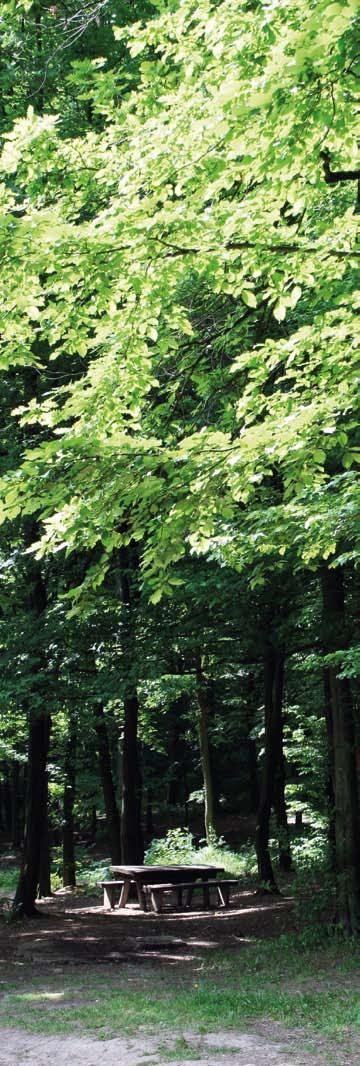 22 Ревија Шуме Вредновање и оцена друштвено корисних функција шуме обухватају, поред финансијских, укупне ефекте функција шума, од којих су за друштво најважније: вредност дрвета, споредни шумски