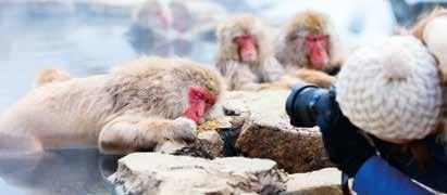 Wanting to visit historical Nara or see a fluffy snow monkey in the flesh?