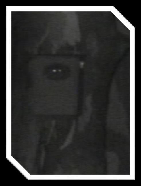 17 Footage from camera 1 3:53am: 6:21am: 6:32am: A sugar glider s tail is seen as it enters the nesting box A sugar glider s tail is again seen as it enters the nesting box A sugar glider is seen to