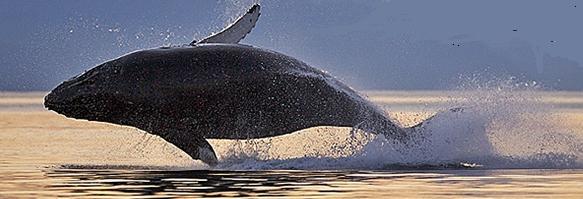 (2) Juneau is renowned for its world-class whale watching amidst the unspoiled landscape of America's last frontier.