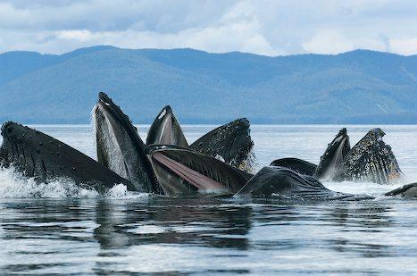 They have been cruising the pristine waters of the Inside Passage for over 40 years and know the best spots for whale viewing.