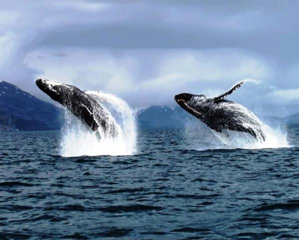 The whales are here in Alaska feeding in the nutrient rich waters.
