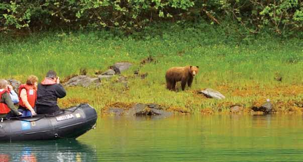 EXPLORING ALASKA S COASTAL WILDERNESS 8 Days/7 Nights National Geographic Sea lion Guests on Zodiac have an up-close encounter with a brown bear.