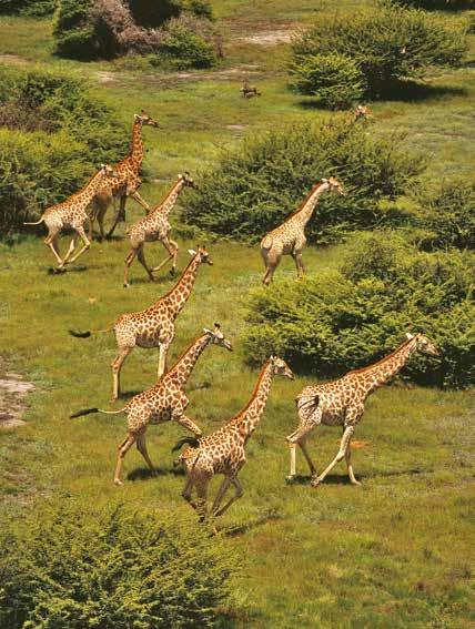 AFRICA Botswana Safari in Style 10 days from $7,495 Limited to 16 guests Visiting Johannesburg, Livingstone, Victoria Falls, Chobe National Park and Okavango Delta Cape Town Extension 4 days from