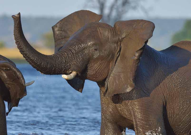 AFRICA Watch elephants bathe and play along the life-sustaining Chobe River and impalas.