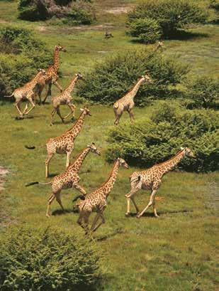 AFRICA Botswana Safari in Style 10 days priced from $7,995 Limited to 16 guests Visiting Johannesburg, Okavango Delta, Chobe National Park, Victoria Falls and Livingstone Cape Town Pre-Tour Extension