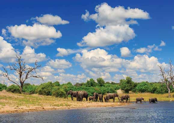 AFRICA Watch elephants bathe and play along the life-sustaining Chobe River stay in a luxury tree house, built into the riverside canopy.