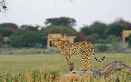 abundant predators including the legendary black-maned Kalahari lions and lively honey badgers. This region also offers some of the best summer wildlife viewing in Africa.