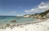 Lunch at the Black Marlin Highlights: Cape Point and Cape of Good Hope Boulders Beach and the Penguin Colony Hout Bay optional boat trip to Seal Colony Simonstown historical naval base Fynbos