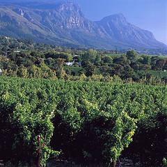 Mountain and tour of the Winelands Weather allowing visit Table Mountain.