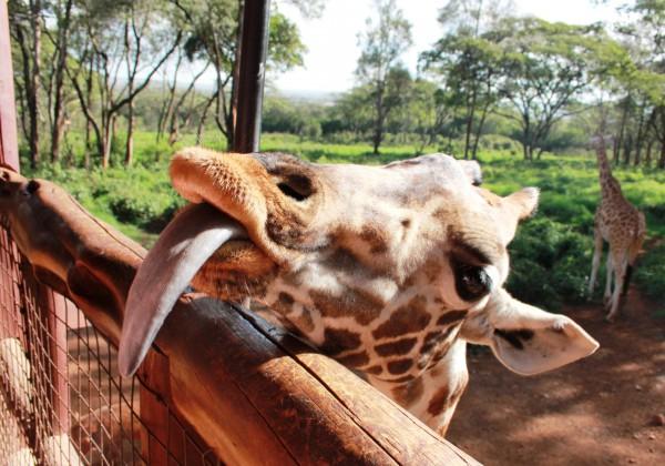 Overnight - Nairobi Day 2 : Giraffe Centre & Elephant Orphanage Nairobi - Elementaita.