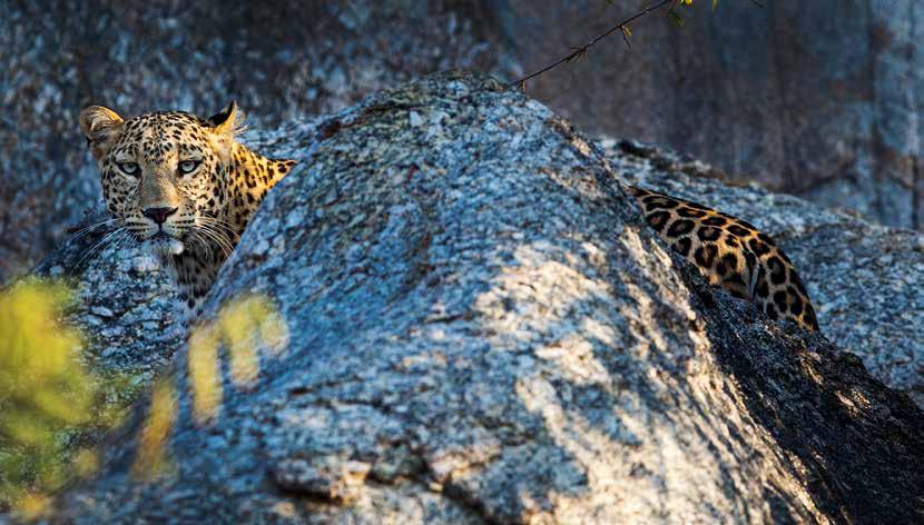 Experiences SAFARI ABOVE: Set up at India s luxurious Jawai Leopard Camp and take drives to see the spotty cats that roam the remote Aravalli Hills.