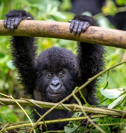 Optional Extension Mountain Gorilla Trek in Rwanda Search for gorillas of the Virunga