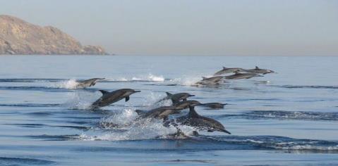 See all around the year, dolphins watching make for exciting watching as they swim around and under fishing crafts in search of tuna, mackerel and