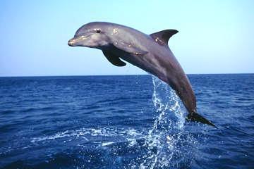 While we are very successful in sighting dolphins there is no guarantee every trip sighting dolphins.