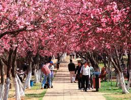 Mt Park in Kunming City for its spring flowers and if the timing is right, an opportunity to enjoy the full bloom