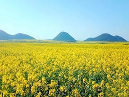 After lunch, we will go to Duoyi River natural bio-scenic area where you can experience the beautiful view