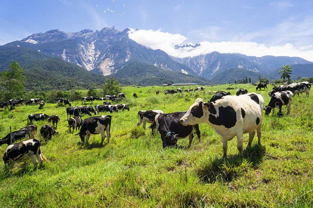 HIDDEN GEM 29 Desa Dairy Farm in Kundasang, Sabah Resting at the foothill of Mount Kinabalu, the
