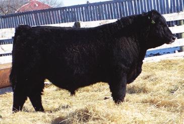 09, 2014 734 1291 4.3 FRL JACK 24B 41 67 15 A real cool twist on paperwork here. Again another calf that will add lbs to your calves big time. 24B s dam is beauty Angus cow.