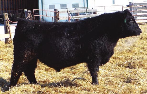 Canuck son that had a lot of friends at last summer s Angus tour.