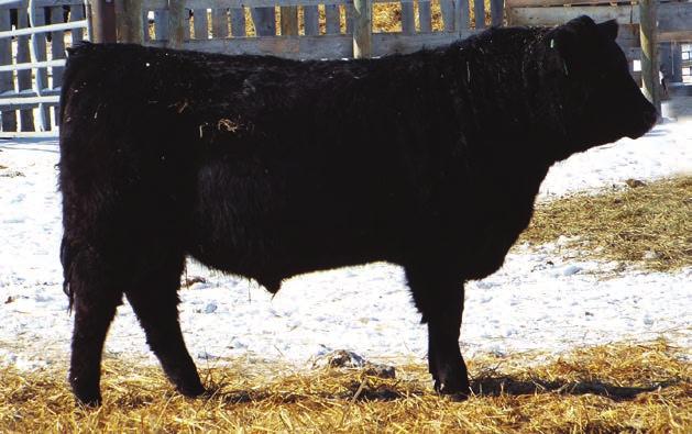 EN DEE PRIDE 66Y -0.6 30 44 10 Long bodied, correct calf out of a good cow coming from Battle Creek. This was her last calf raised as she went to be with Jesus this fall.