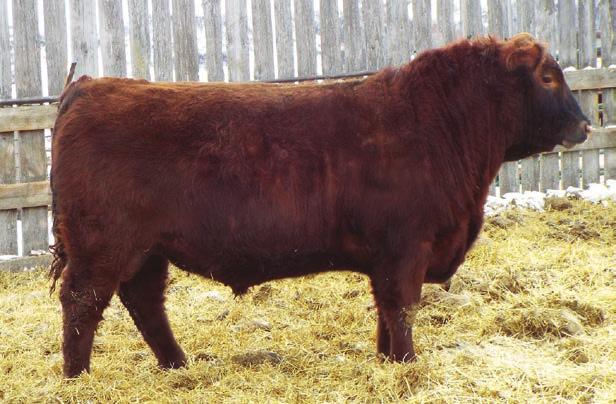 Another great heifer bull out of Sarah s 83U Geis cow. Schwartz Land and Livestock own a maternal brother. Dark red, smooth bodied, calving ease bull.