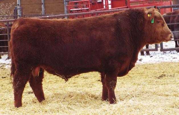 216N RED JSF INDY 1P T-S LASS 96K -2.0 54 80 21 These Big Sky calves are big growth heifer bulls with nice profiles.