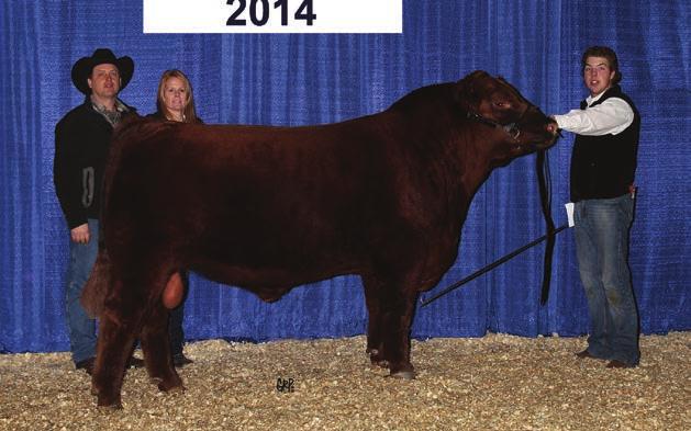 RED REDRICH AFTERSHOCK - SEMEN PACKAGES AVAILABLE Aftershock was purchased for his excellent mother, a model Angus cow and his overall style and balance.