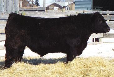 6 49 FRL VISA 9B 80 18 Feature bull. This calf has everything it takes to be a herd bull. Loads of hair on this calf, he is long,wide based and possess a bunch of style. 9B is very strong footed bull.
