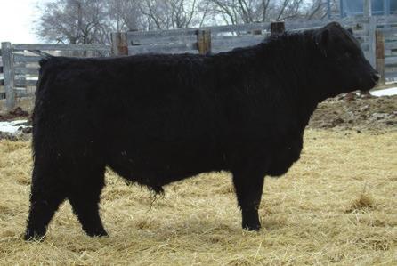 A real meat machine. Excellent feet and legs. Stop by and check out his dam. Maternal brothers have been sold to Scott Schroeder and Cameron Laing.