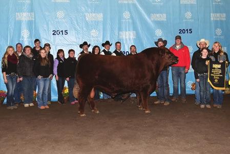 WOOD COULEE RED ANGUS AFTERSHOCK 238A Semen Packages Availabe We had an amazing