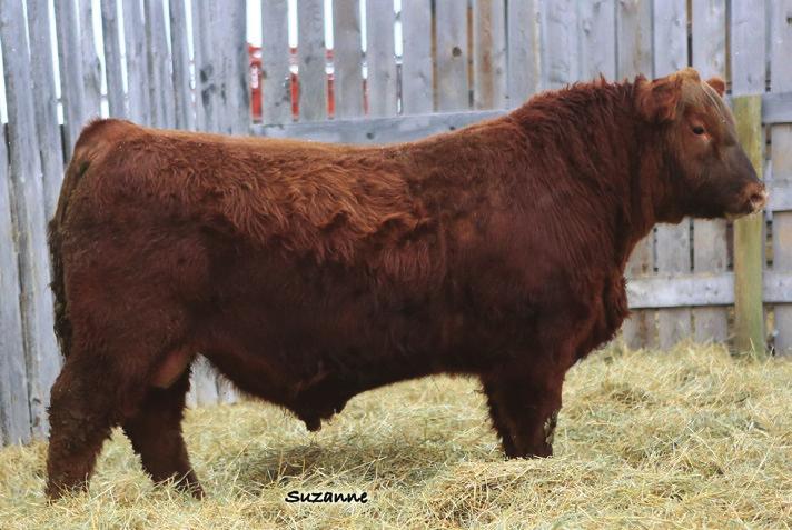 WOOD COULEE RED ANGUS 20 RED WILBAR LONGITUDE 646Y RED TER-RON RELOAD 703T AMF CAF NHF OSF MAF DMF AMF CAF NHF OSF MAF RED WILBAR LONGITUDE 646Y RED TER-RON RELOAD 703T AMF CAF NHF OSF MAF DMF AMF