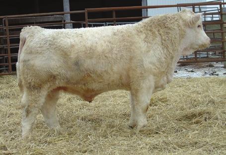 JONES CHAROLAIS Lot 76, and Dam JWX SILVER BUCKLE 524U WHITECAP CONCEPT 42Y MHZ ACHIEVERS LADY 97P SVY FREEDOM PLD 307N STAUFFERS MISS LINDSEY 12S SFL 633 MISS LINDSEY 16L 76 94 680 JONES CONCEPT 1C